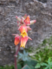 Echeveria secunda