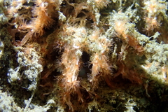 Salmacina tribranchiata
