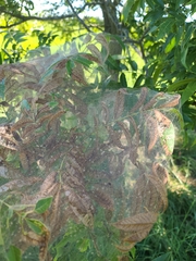 Aleiodes malacosomatos