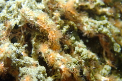 Salmacina tribranchiata