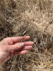 Bromus rigidus