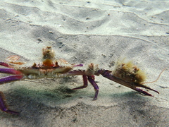 Achelous xantusii