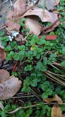 Veronica serpyllifolia serpyllifolia