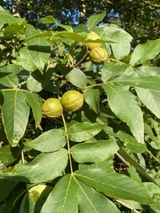 Carya pallida
