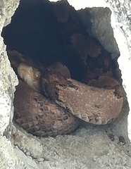 Trimorphodon biscutatus