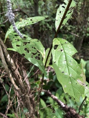 Lonicera involucrata