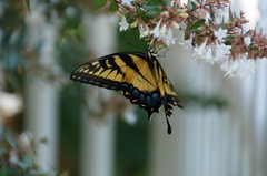 Papilio glaucus