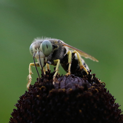 Bembix americana