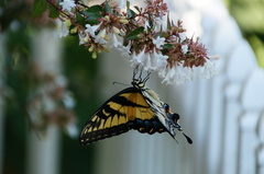Papilio glaucus