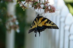 Papilio glaucus