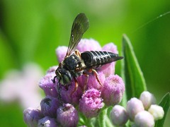 Coelioxys mexicanus