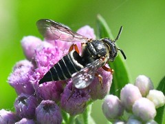 Coelioxys mexicanus
