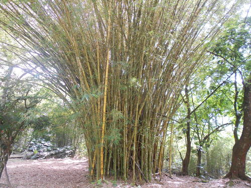 common bamboo