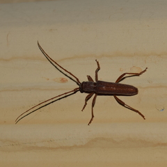 Aneflomorpha lineare