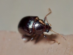 Rhabdopterus