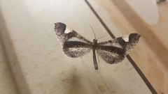 Hedylidae