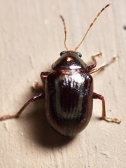 Rhabdopterus