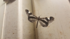 Hedylidae