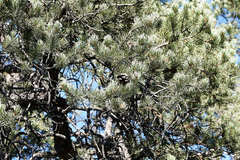 Pinus monophylla