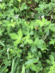 Geranium sibiricum