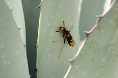 Mischocyttarus navajo