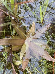 Pinguicula planifolia