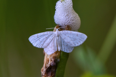 Hydrelia albifera