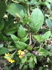 Asteraceae