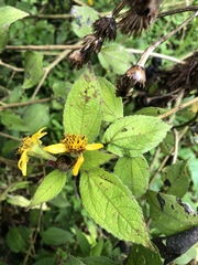 Asteraceae