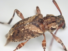 Oedopeza ocellator