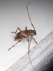 Oedopeza ocellator