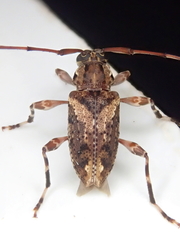 Oedopeza ocellator