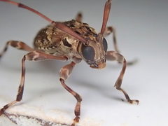 Oedopeza ocellator