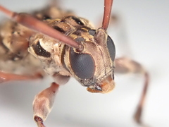 Oedopeza ocellator