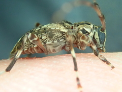 Oedopeza ocellator