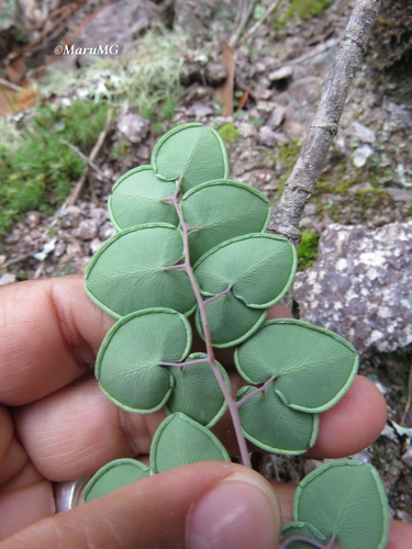 heartleaf cliffbrake