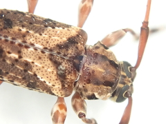 Oedopeza ocellator