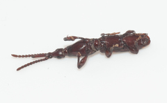 Arrhenodini