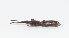 Arrhenodini