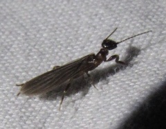 Oligotoma saundersii