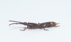 Arrhenodini