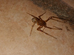Scytodes univittata