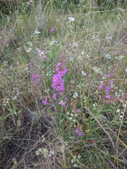 Lythrum virgatum