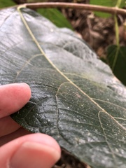 Ficus opposita