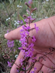 Lythrum virgatum