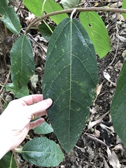 Ficus opposita
