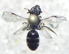 Lasioglossum pectorale