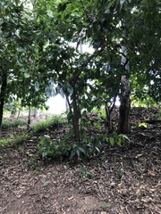 Ficus opposita