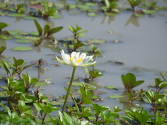 Nymphaea elegans