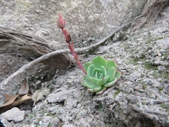 Echeveria secunda